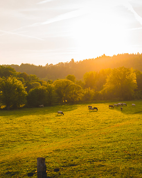 photo de vaches dans un champs