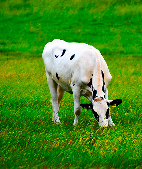 photo d'une vache dans un champs